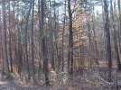 17.7 acres in Sale Creek TN